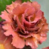 Auricula Bill Bailey - Abriachan Nurseries